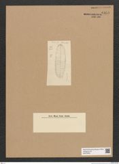 Diatomeae indet. Zeichnungen Sammlung Grunow Nr. 6353 (NHMW-BOT-W0375003)